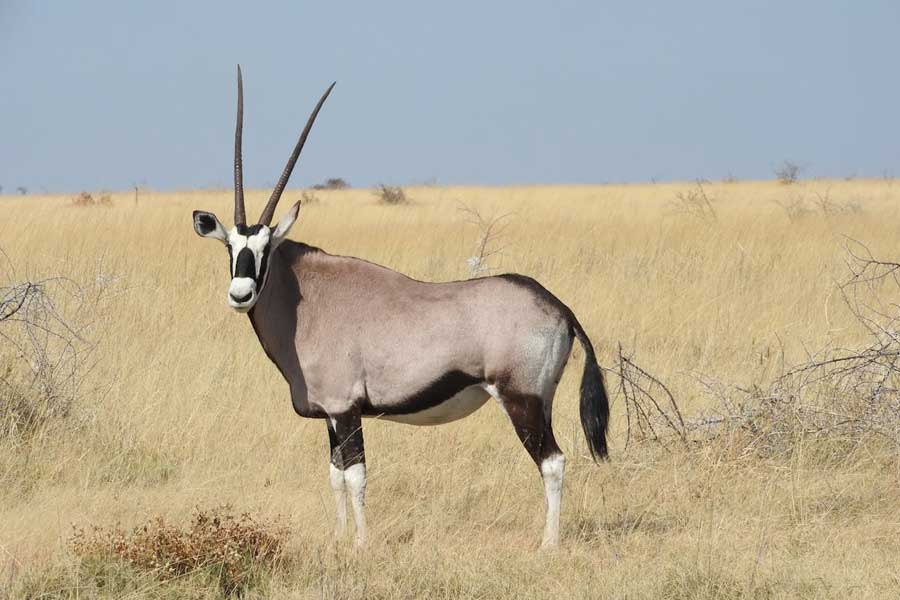 African Plains Game