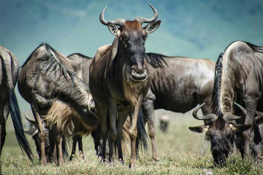 Medium Antelope