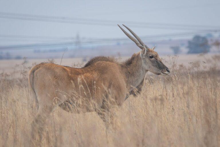 An eland standing in the veld.
