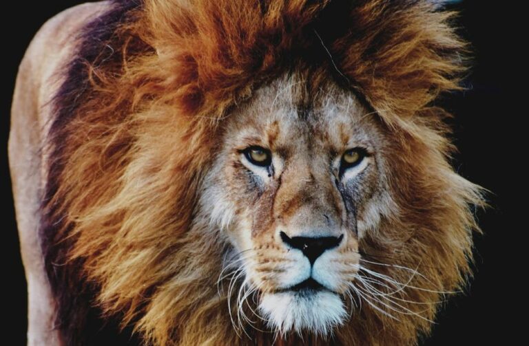 Close up of an angry looking lion