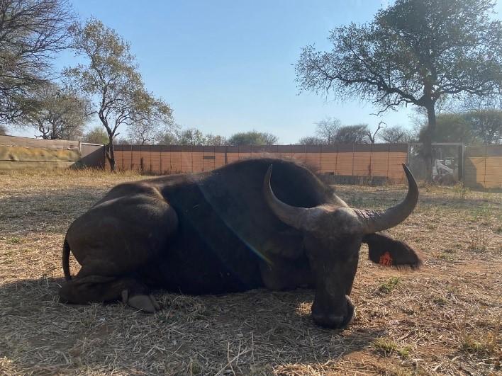 Young tranquilized buffalo cow.