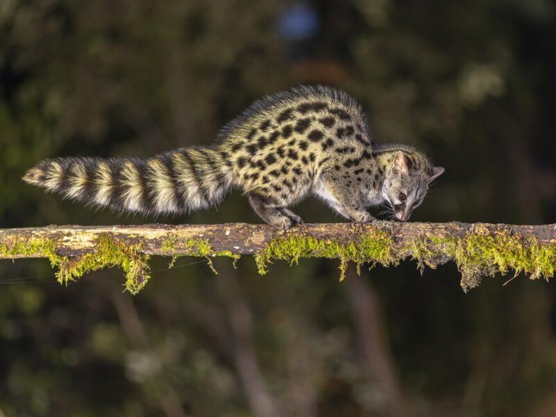 African Genet