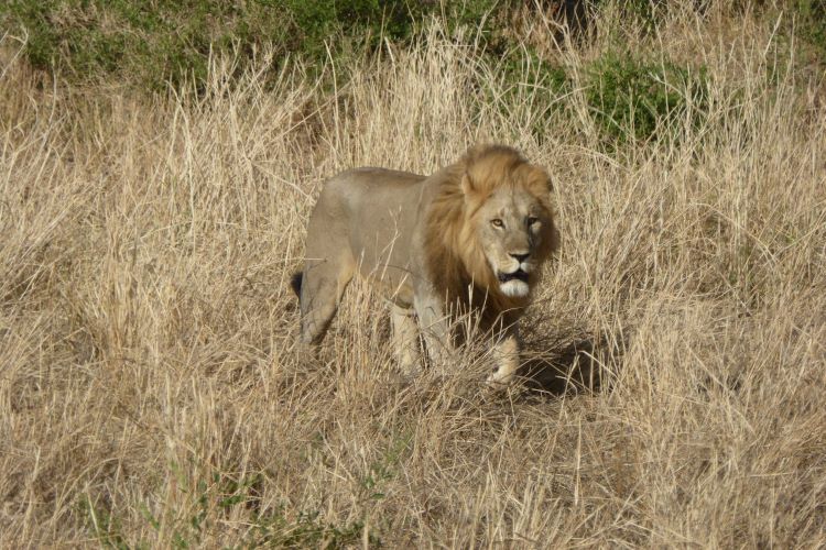 lion walking in the savanna