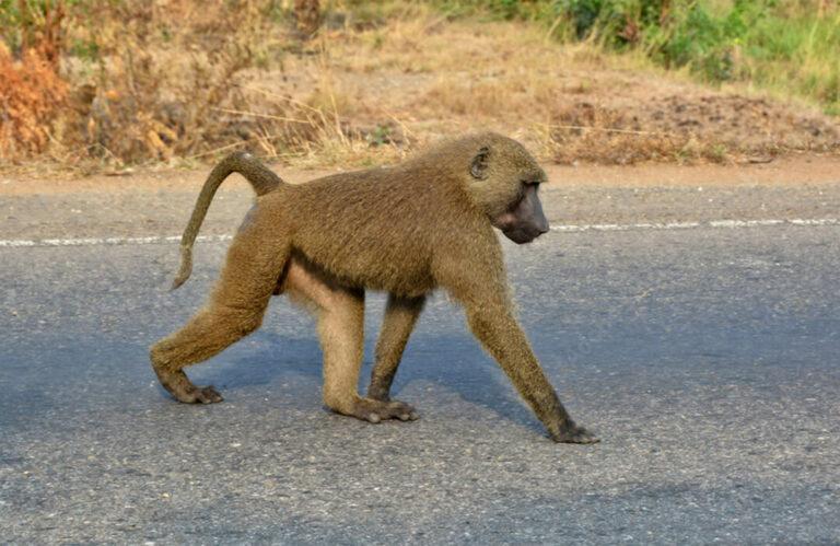 Baboon Side View