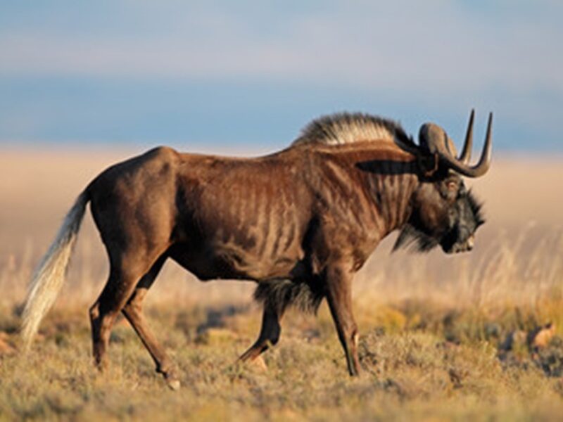 Black Wildebeest