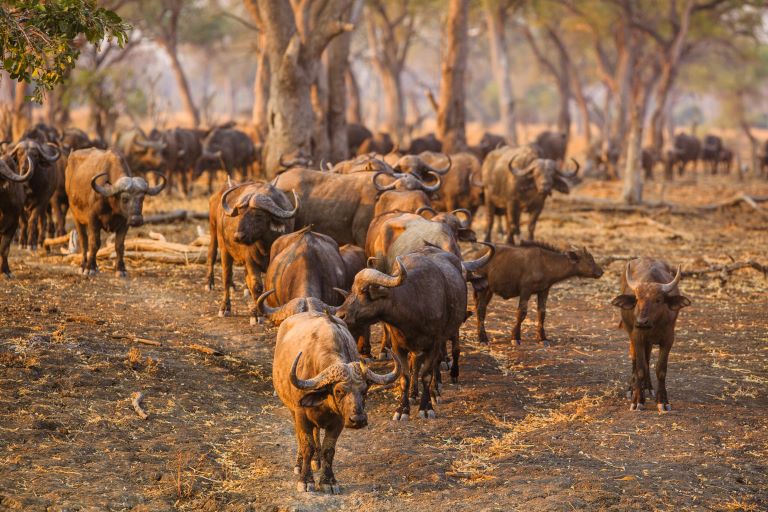 cape buffalo hunts