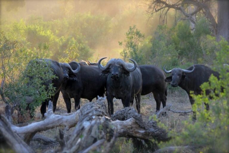 Cape Buffalo standing in clearing