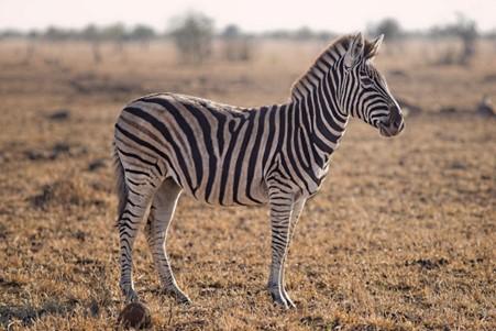 Burchell's zebra standing on the savanna