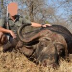 CAPE BUFFALO