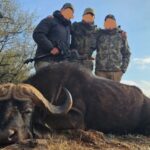 Cape Buffalo 1