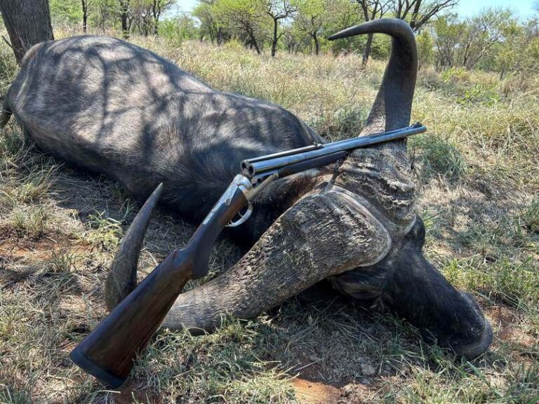 Cape buffalo hunts test the patience dexterity and skill of the experienced game hunting enthusiast