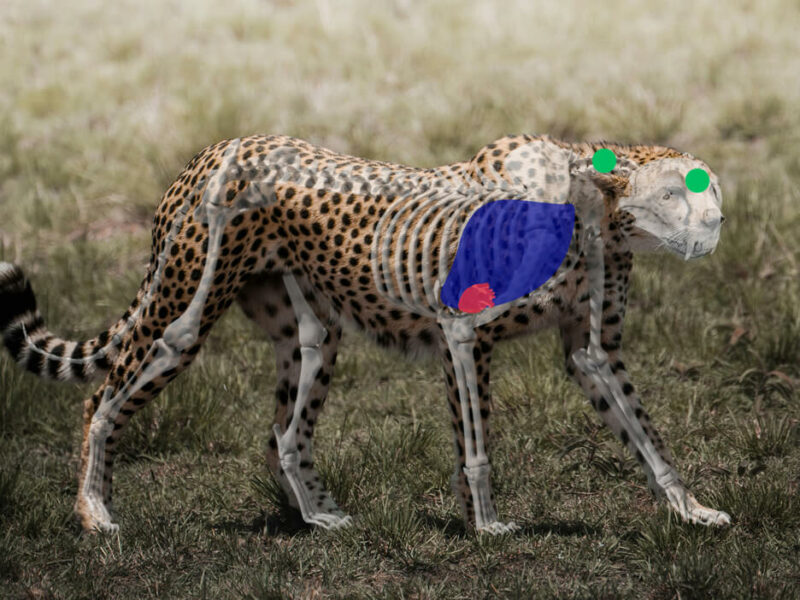 Shot Placement on Cheetah - Side View