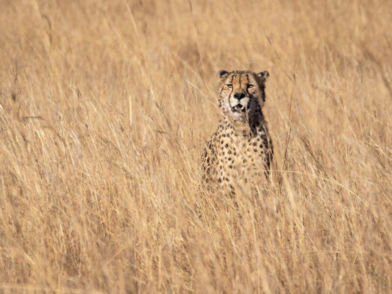 Cheetah sitting in the long grass.