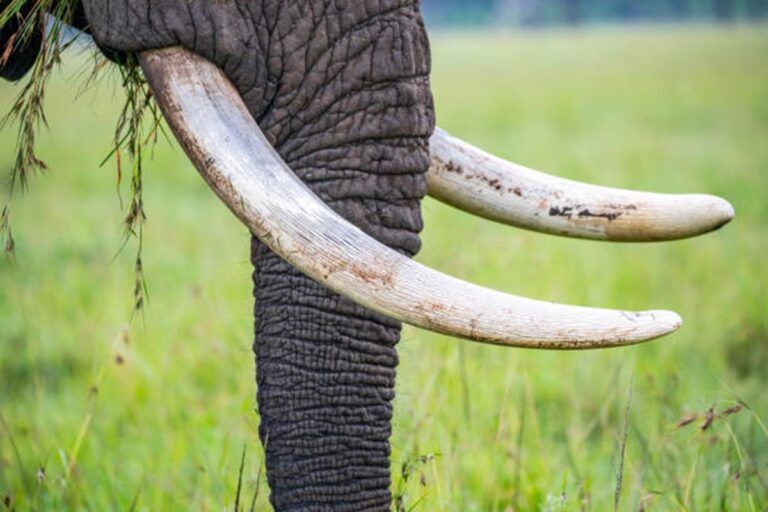 Close up image of elephant tusks