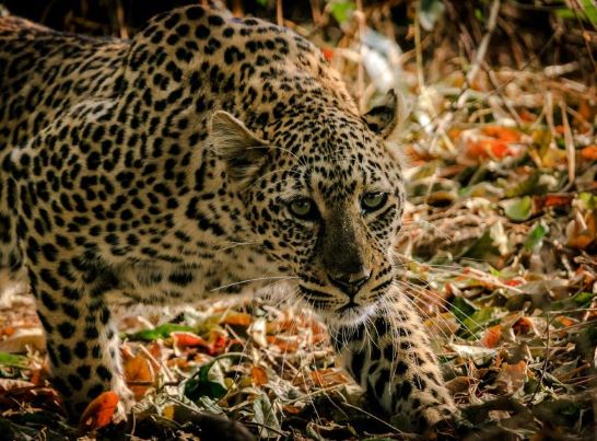 Close up of leopard