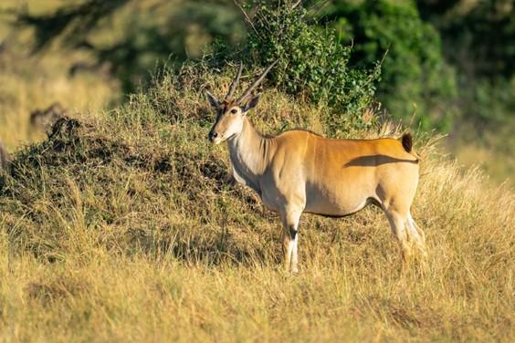 The common eland