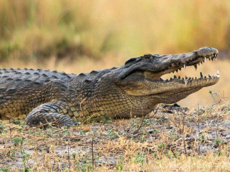 Side view of crocodile