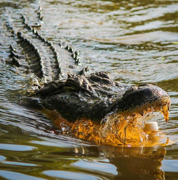 Crocodile hunting in Mozambique