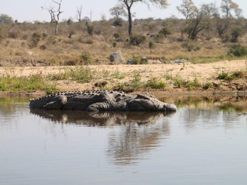 Crocodile-resting-800x600.jpg