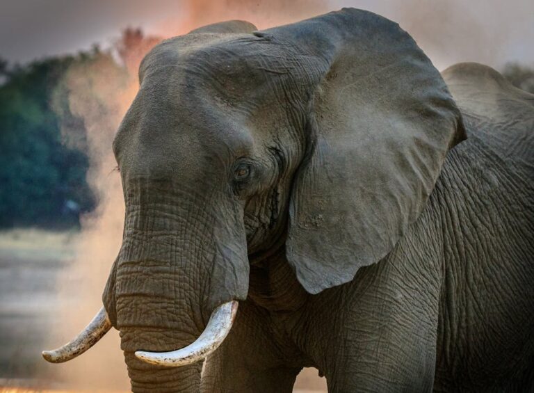 Close up of an elephant