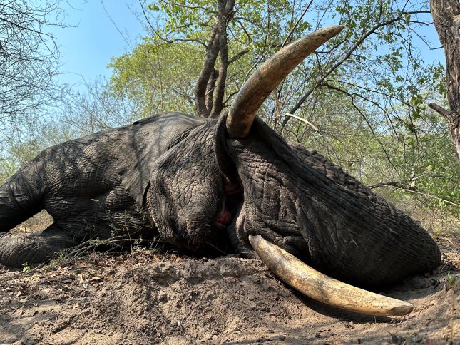 Trophy Elephant