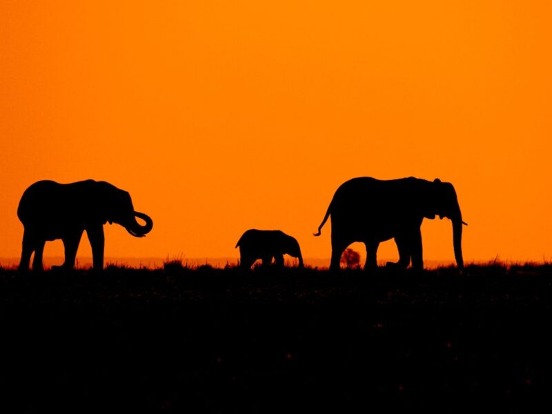Three elephants walking in a row with an African sunset scene
