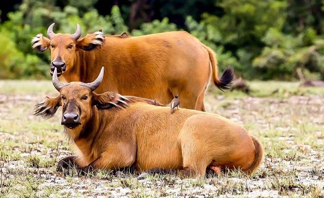 Forest Buffalo