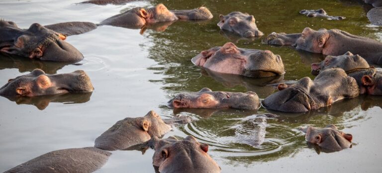 Hippos relaxing in the water