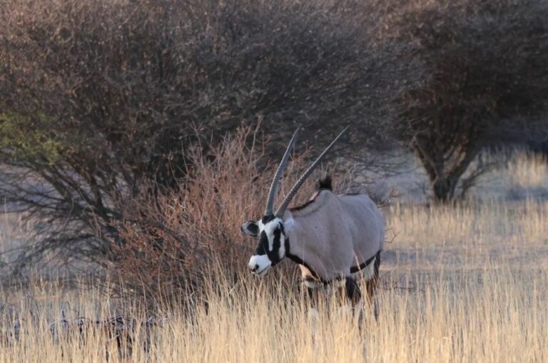 Gemsbok standing in the veld