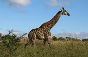 giraffe side view