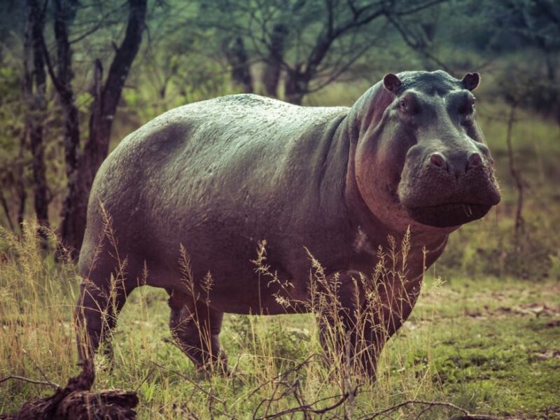 Side view of Hippo out of water