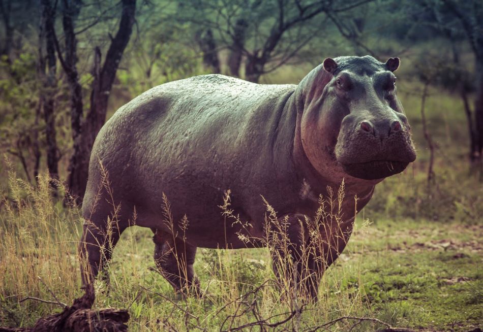 HIPPO OUT OF WATER