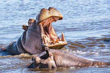 Two hippos in the water, one showing his large canine teeth