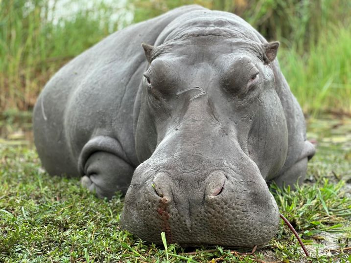 Hippo Hunt