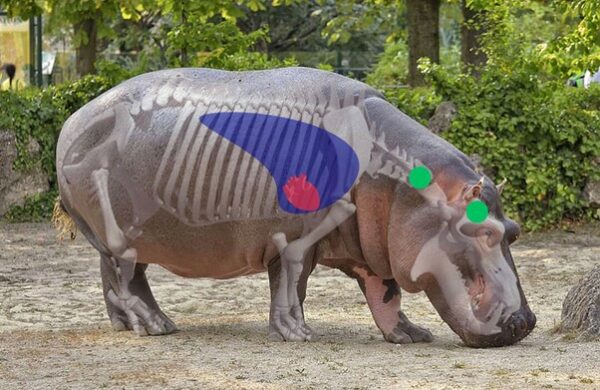 Hippo Shot Placement