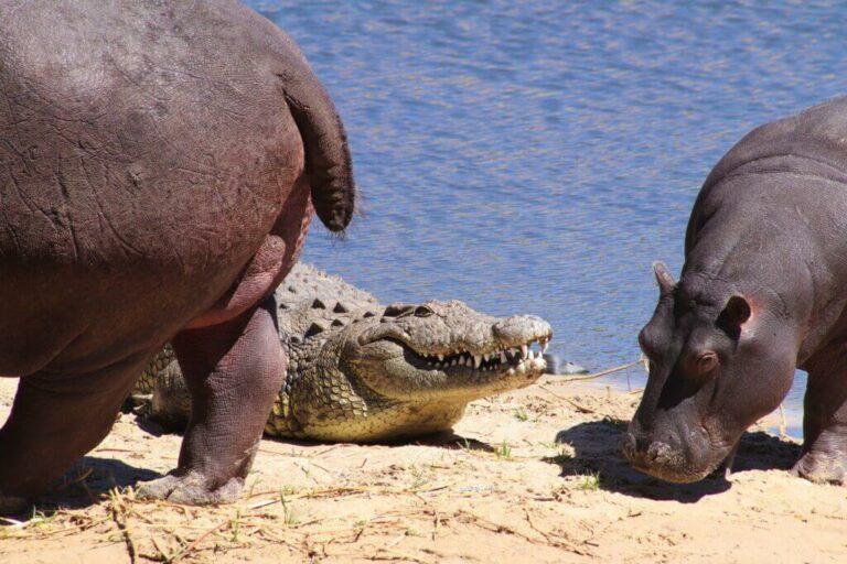 When dangerous game hunting in Africa, note that hippos and crocodiles occupy the same territories and waterways and make a good hunting combination.