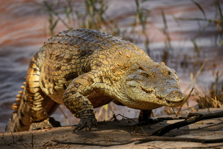 Hunting Nile Crocodiles in Africa