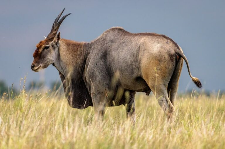 Hunting Eland in Africa