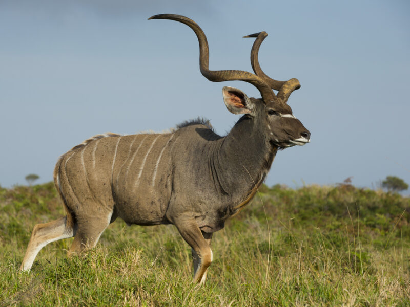 Hunting Greater Kudu Large Antelope in Africa