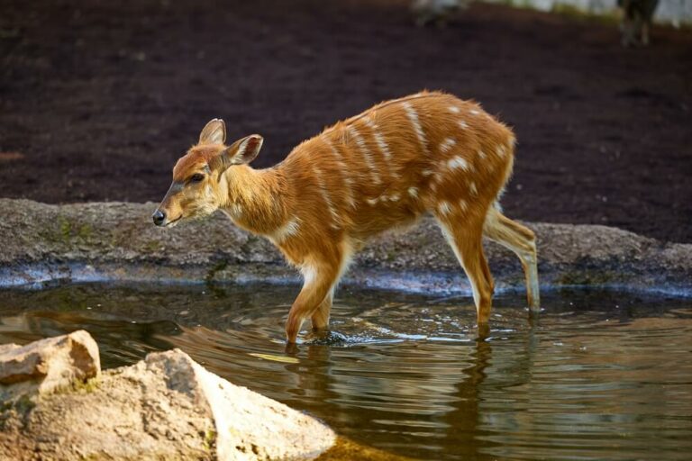 Hunting Sitatunga Antelope in Africa