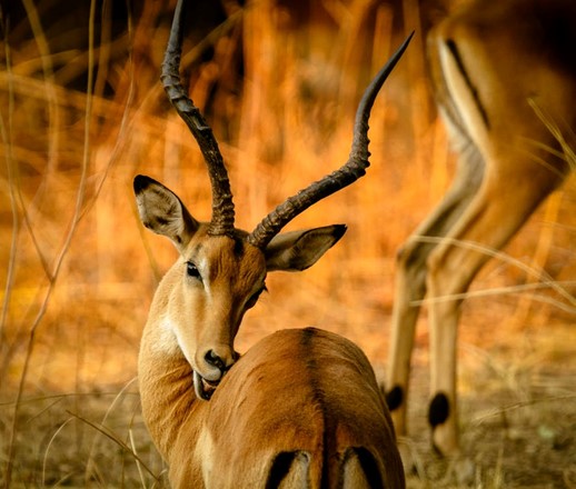 Impala-2-1.jpg