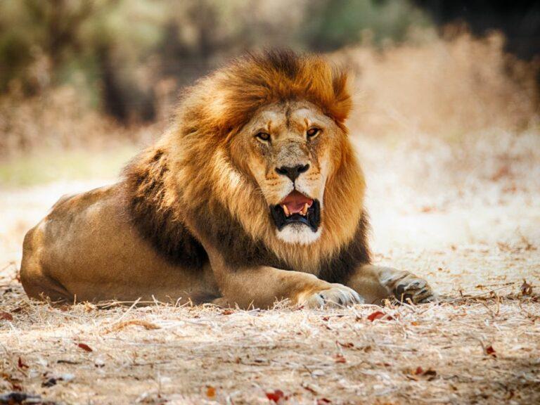 A lion lying facing the camera