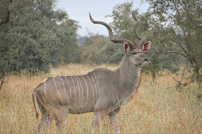 kudu standing sideways