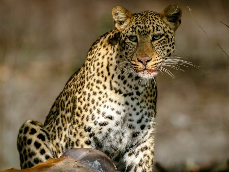 leopard