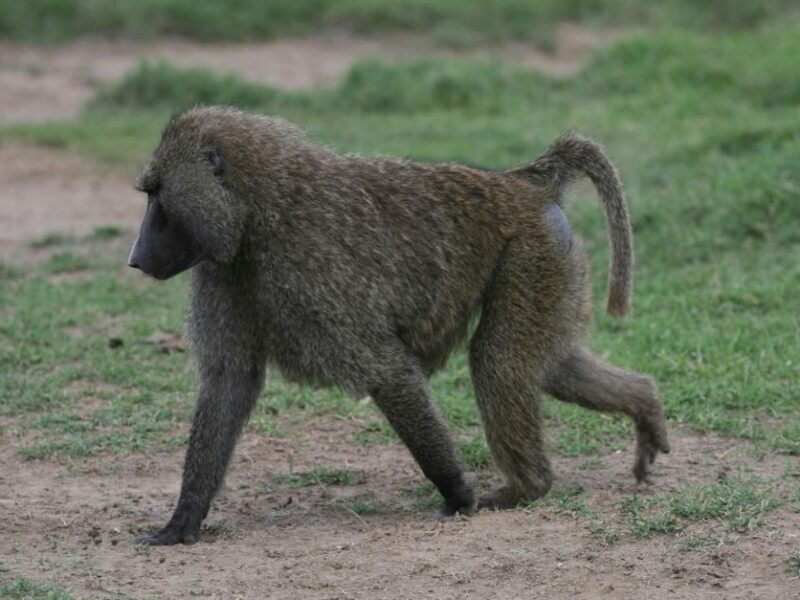 Big Male Chacma Baboon