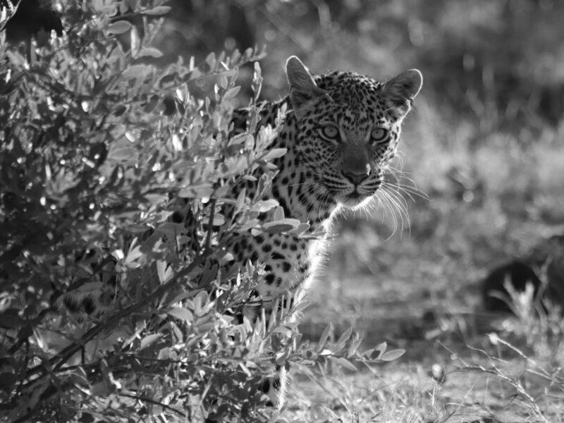 Close up of a leopard peering out from behind a bush
