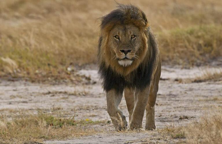 Lion Hunting