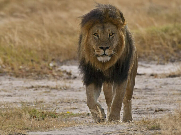Lion-Front-View-2-800x600-1.jpg