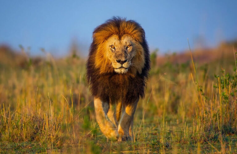 Lion Hunting Front View