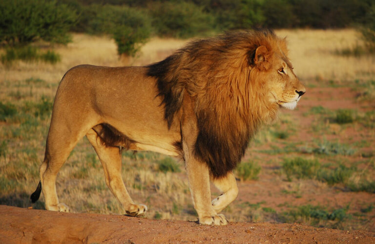 Lion Side View